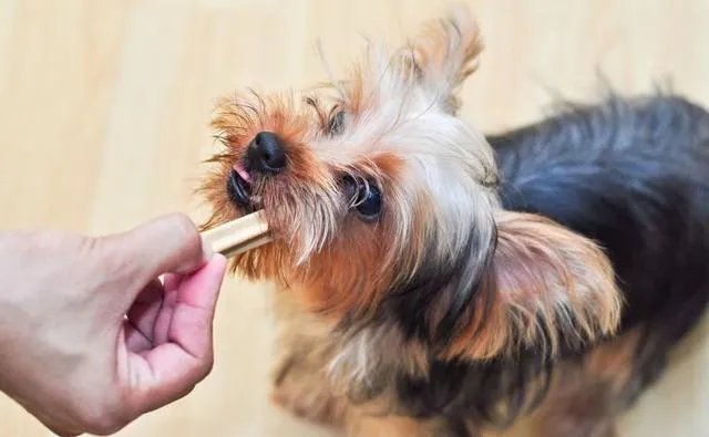 怎样训练狗狗讲规矩呀？