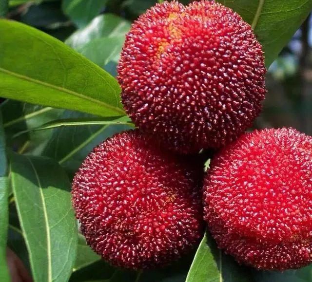 杨梅苗木栽培需要注意哪些事项？有没有什么好方法？