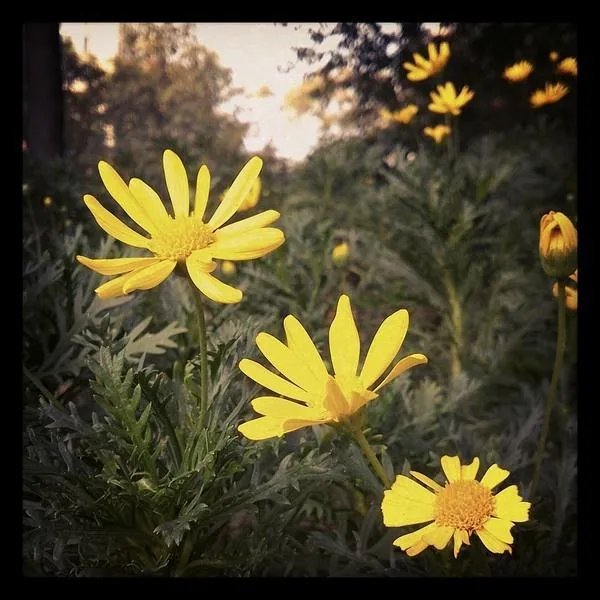 韦唯演唱的《爱的奉献》和陈红演唱的《感恩的心》哪首歌曲更具有感染力、更有正能量？为什么？