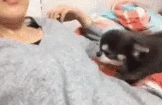 狗狗可以有多粘人？