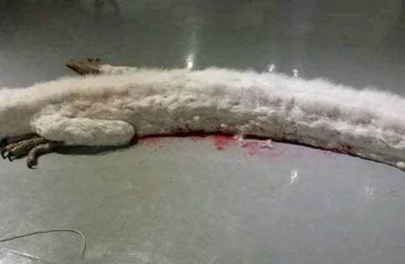 震惊!村民修路竟挖出千年真龙!（图）