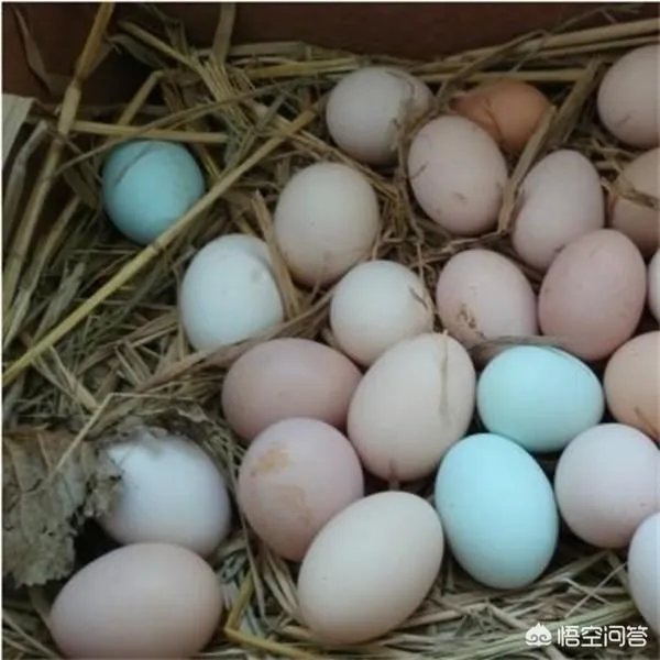 如何看待今年315晚会曝光出来的染色蛋冒充土鸡蛋，土鸡蛋和平常鸡蛋有何不同？