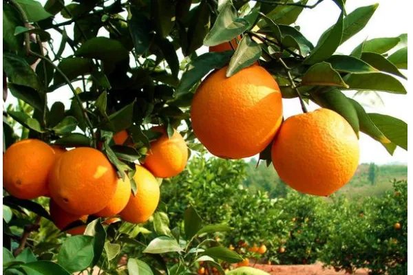 湖北橙子成熟季节