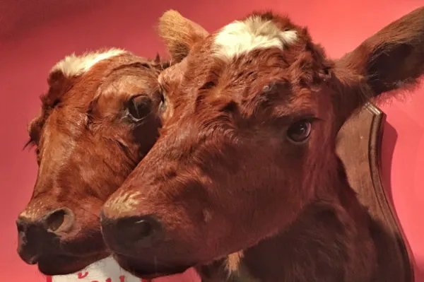 世界十大变异动物