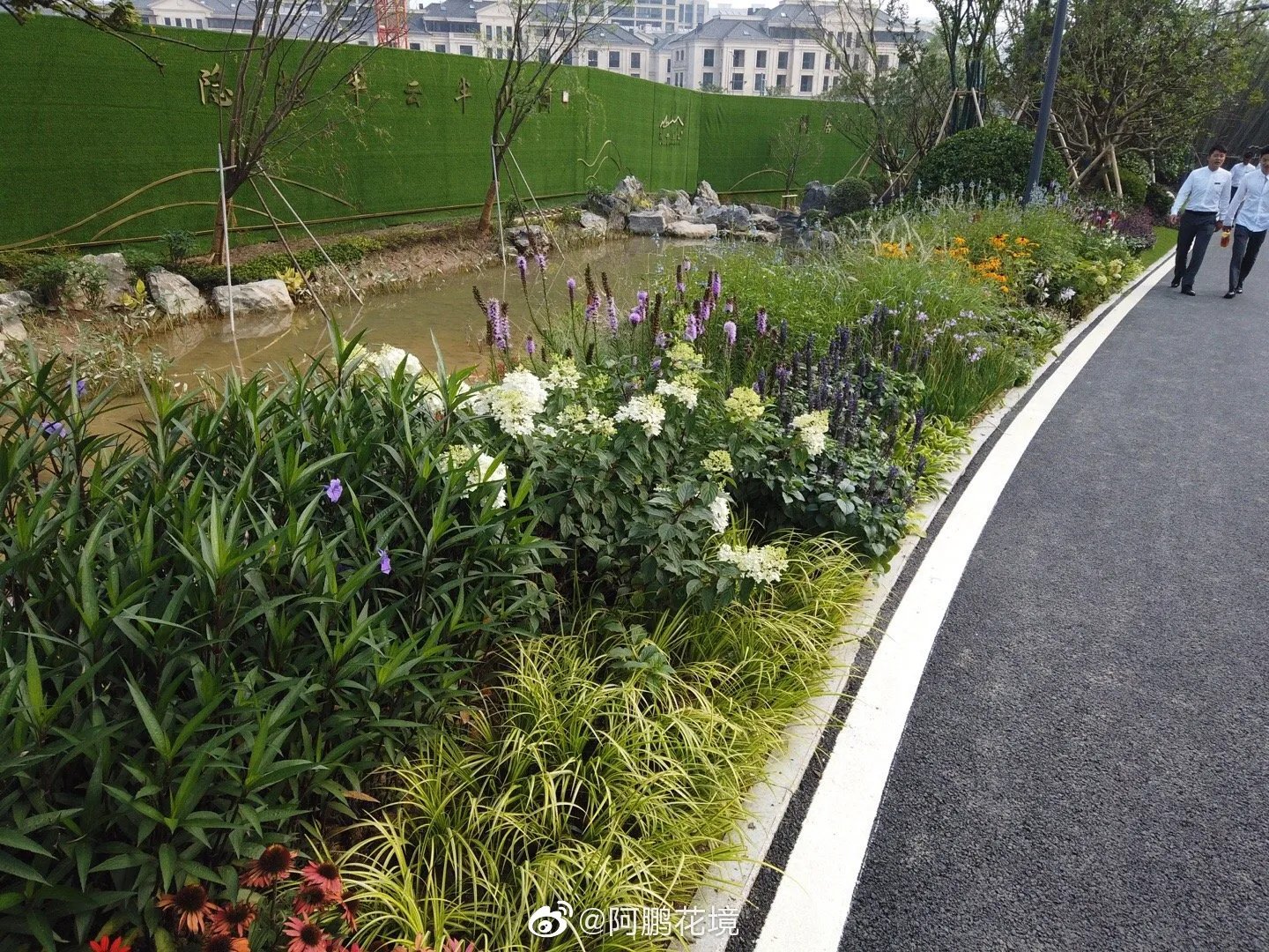 花境新作：最喜欢的是这一块，等待观赏草绽放花絮