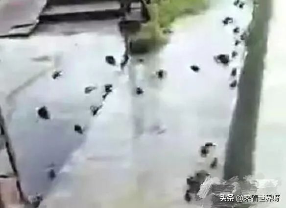 鱼跳上岸是什么征兆