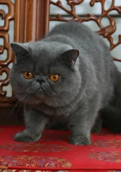 第一次养猫,是加菲猫,还是幼猫,请问有什么注意事项吗,详细一点,还是学生东西尽量平价一点谢谢啦?