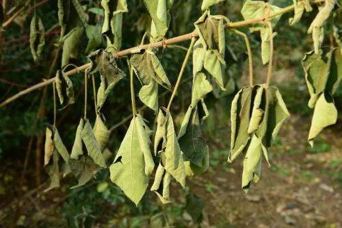 晒蔫了是什么意思?