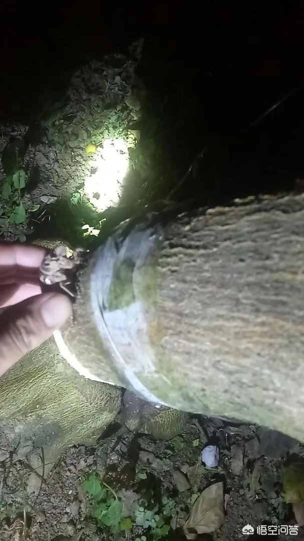 大家说说你们那里知了猴都收什么价格？多少钱一只？