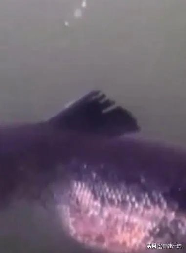 三文鱼因冠状病毒下架了，到底能不能放心吃？吃三文鱼会感染吗？