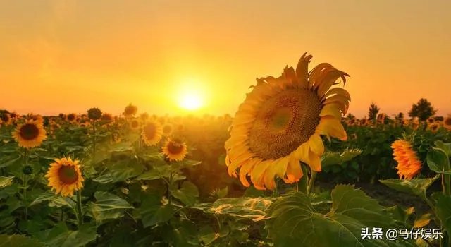 《青花瓷》哪个版本好听,为什么?