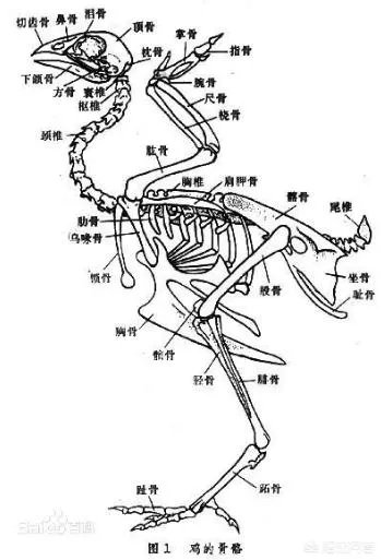 网传2019赛季中国足协杯除了决赛为主客场，其他都为单场定胜负，你觉得这样改好吗？