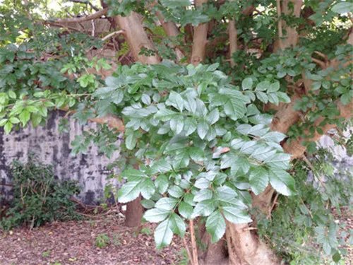 对节白蜡树价格多少钱 对节白蜡盆景如何保型