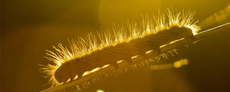 世界上最毒的虫子有哪些 世界上最毒的虫子是什么