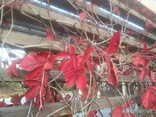 张明敏的《我的中国心》传唱了这么多年，这是不是说明张明敏唱得太经典了？