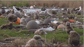 你扔的每一个塑料袋，都会回到你的餐桌上