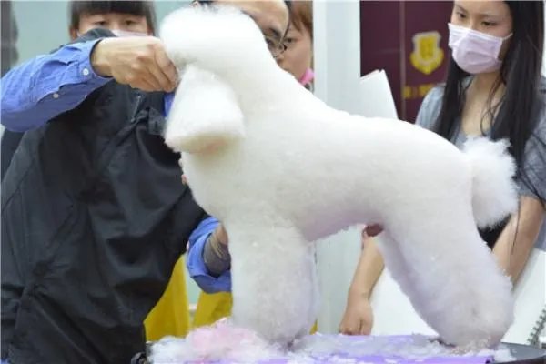 想学宠物美容，工作前景怎么样？