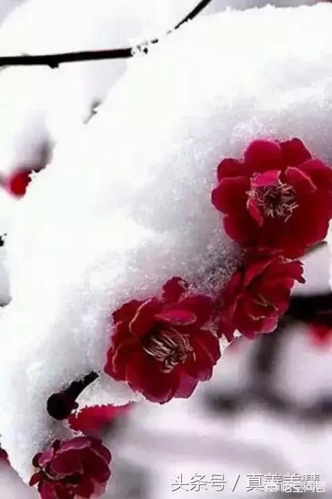 上联：年复一年年年好；求下联？