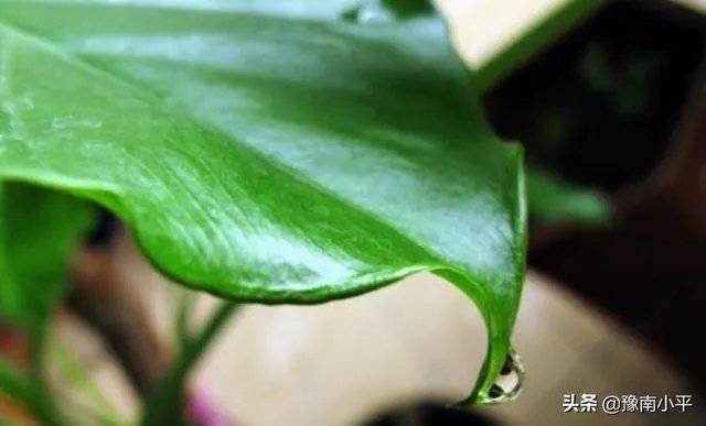 滴水观音的繁殖方法？