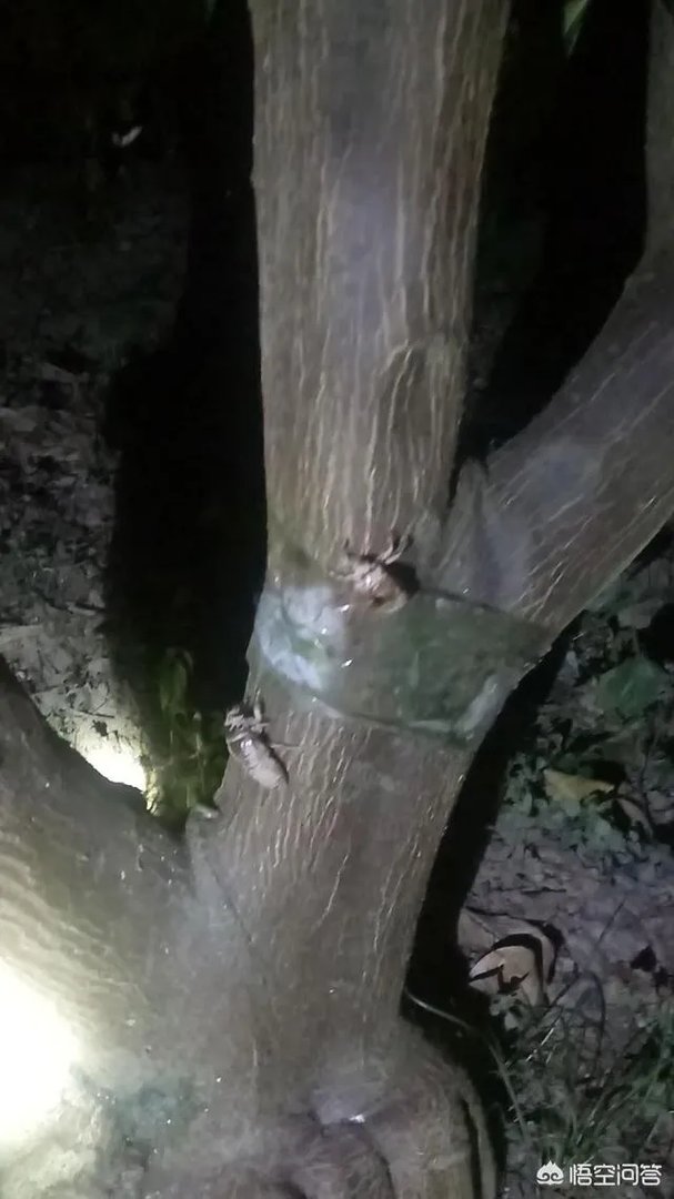 大家说说你们那里知了猴都收什么价格？多少钱一只？