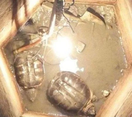 山村古井惊现诡异生物真相是这:老人讲的故事(图)