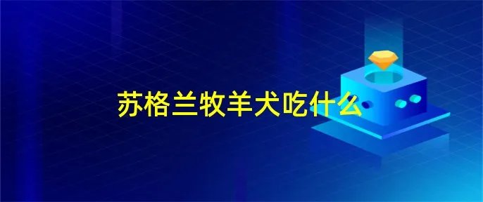 苏格兰牧羊犬吃什么