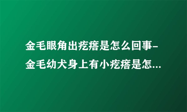 金毛眼角出疙瘩是怎么回事-金毛幼犬身上有小疙瘩是怎么回事怎么治疗？