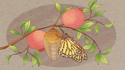 蚕蛹的功效与作用