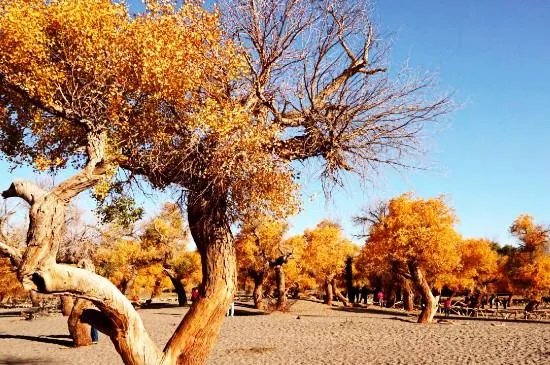 哪种树在沙漠中被称为会流泪的树