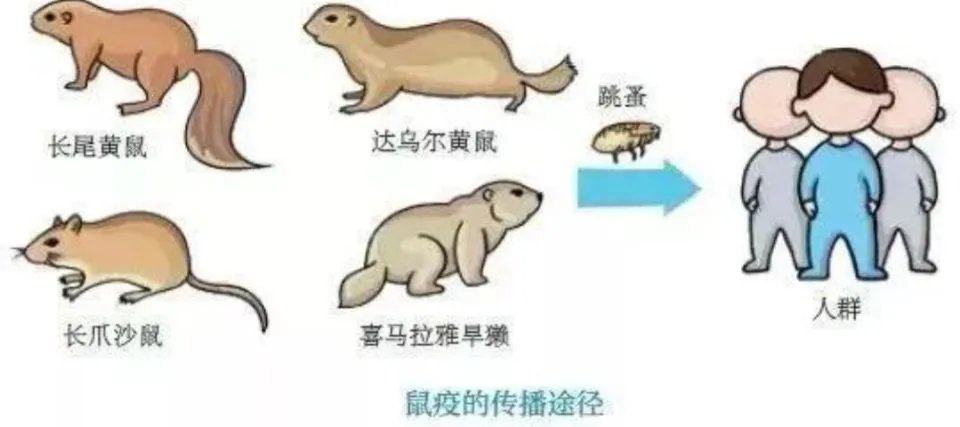 内蒙古发现3个鼠疫疫点,当地人应做好哪些防护措施?
