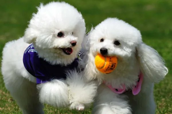 小狗又蹦又跳,鲜花什么