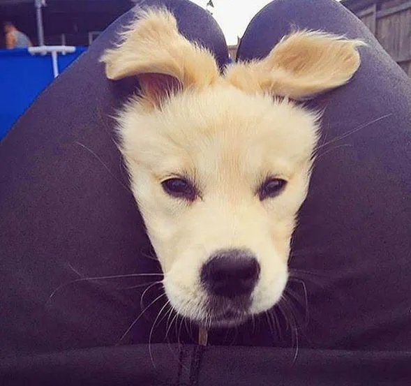 狗狗可以有多粘人？