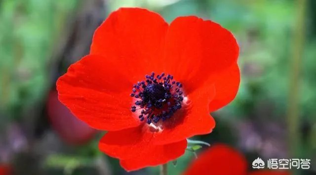 在农村过年时，门口横放一棵高粱秸什么用意？