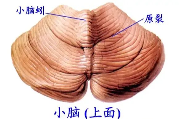 小脑解剖结构图