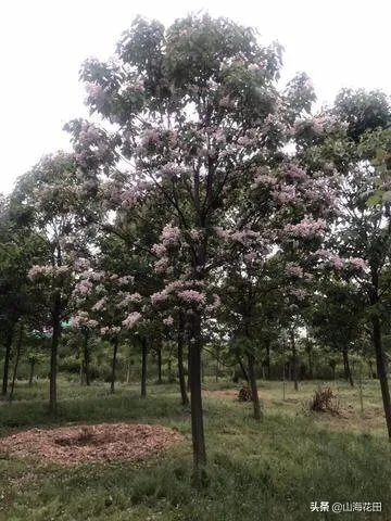 楸树开紫花是什么品种？