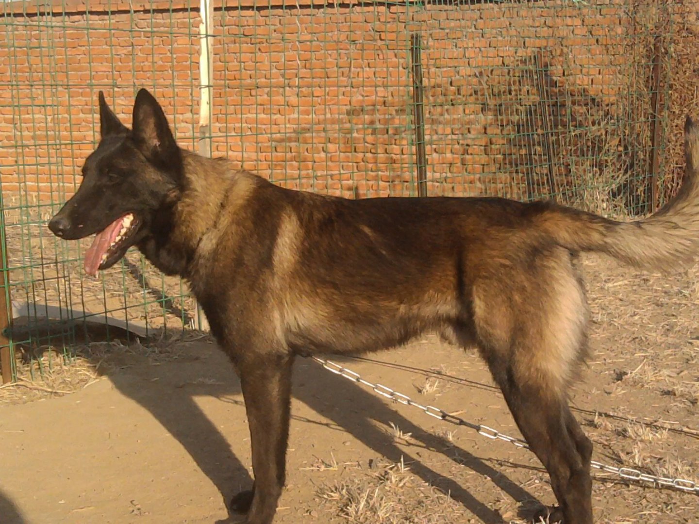 听说山东阳光马犬俱乐部是骗子团伙，专门 宰人