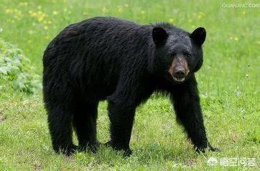 扫帚为什么能立起来？这其中有什么科学道理？