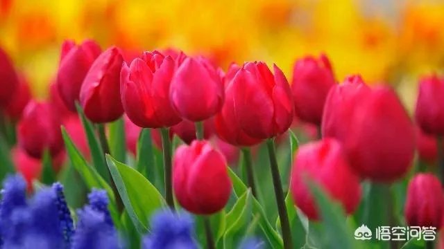 完美的假唱与翻车的真唱，你就更愿意看哪个？为什么？