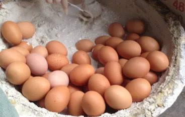 怎样做松花蛋？