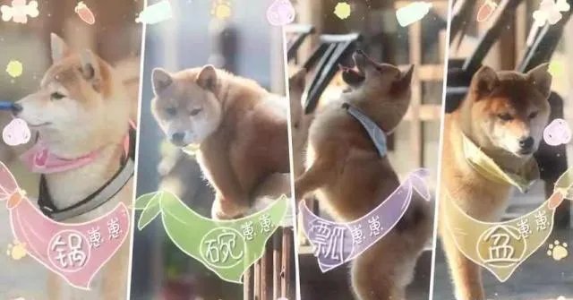 你知道哪些明星，在家养有什么样的宠物呢？