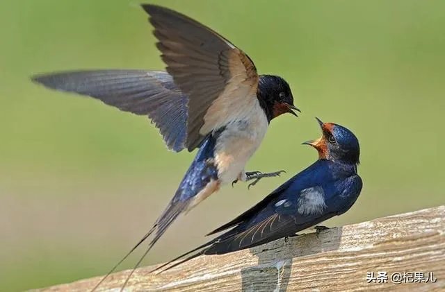 古人讲:“燕子不进愁家门”,是何意?你知道燕子是怎么分辨的吗?