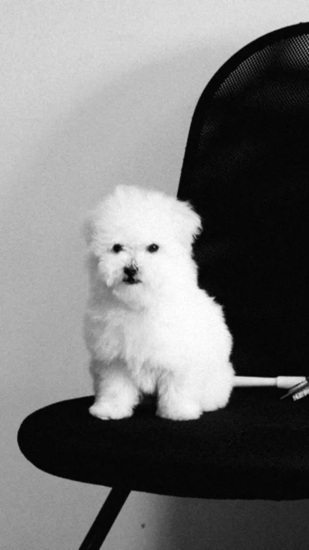 狗狗不是色盲么，怎么会有狗狗等绿灯过马路的新闻？