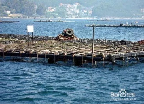 如何投资海产品养殖