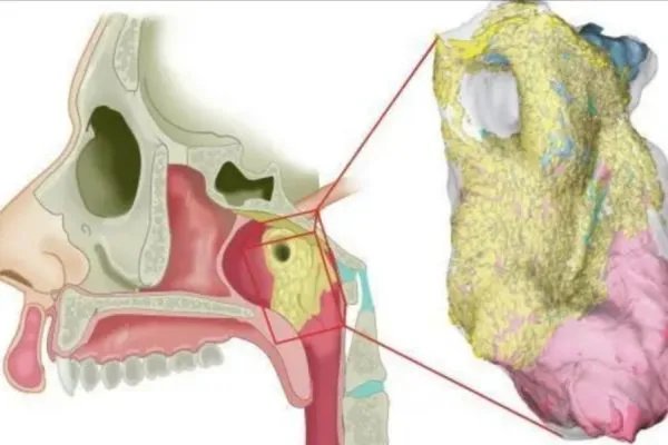 科学家在人体内发现未知新器官，人体究竟还有多秘密？