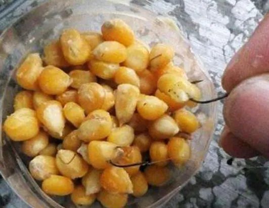 怎样煮老玉米钓鱼