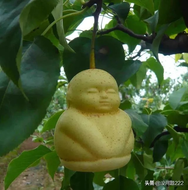 西游记人参果主人是谁？