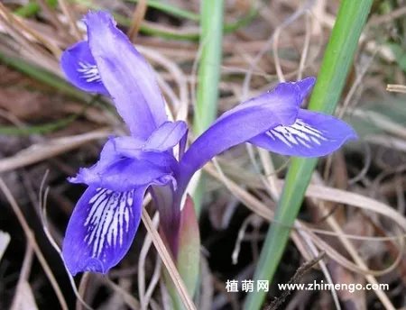 矮紫苞鸢尾怎么繁殖，分株、播种方法