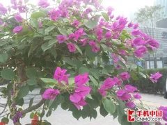 精彩在WO 年度WCDMA制式手机横向评测