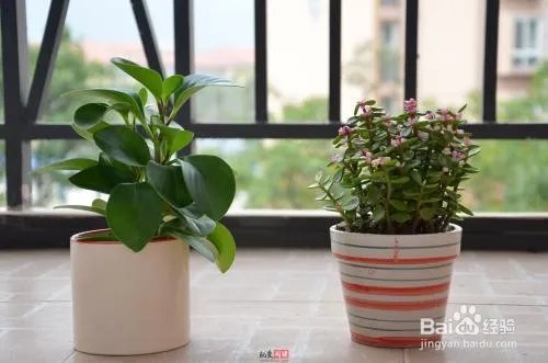 电脑宝贝是什么植物