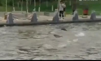 公园大批鲢鱼跳跃是怎么回事？